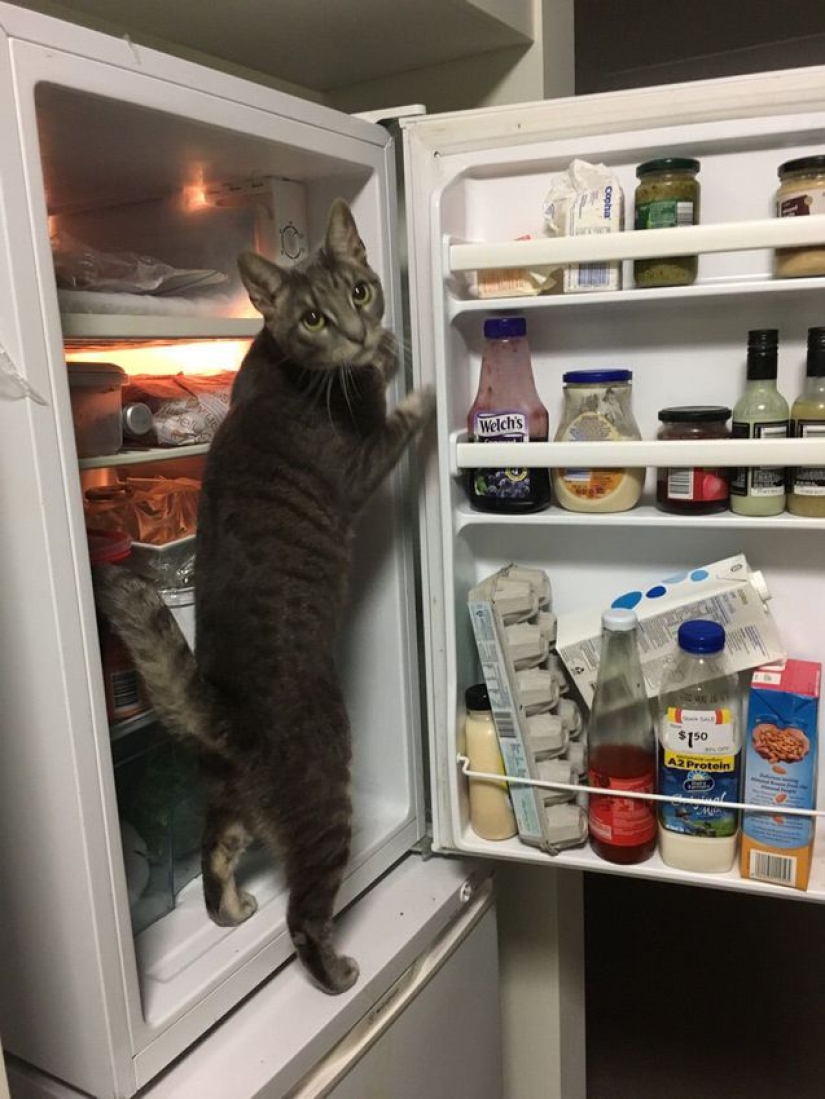 Gatos viciosos que parecen estar tramando el asesinato de su amo Gatos viciosos que parecen estar tramando el asesinato de su amo