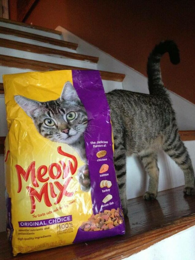 Gatos viciosos que parecen estar tramando el asesinato de su amo Gatos viciosos que parecen estar tramando el asesinato de su amo