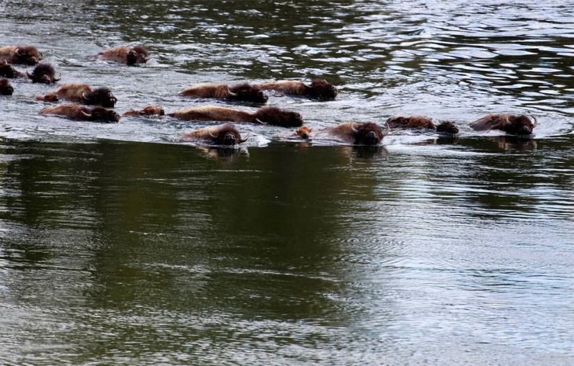 Géiseres, bisontes y otras atracciones de Yellowstone