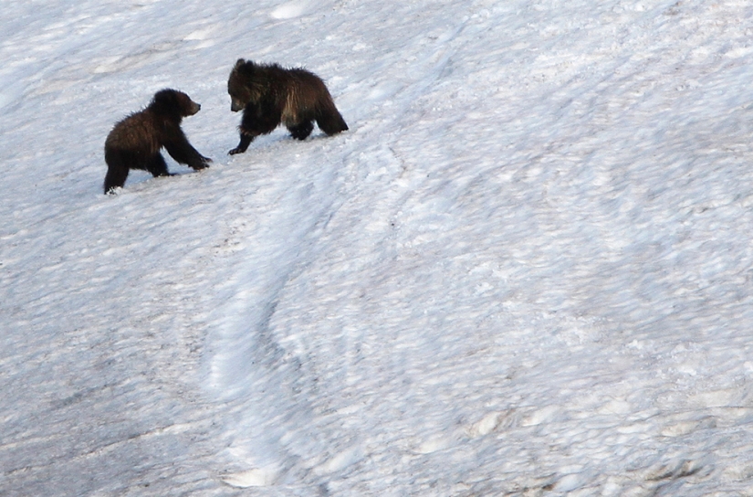 Géiseres, bisontes y otras atracciones de Yellowstone