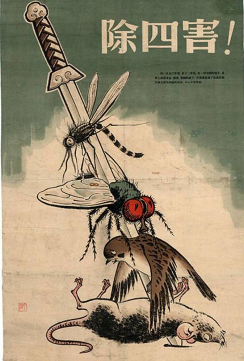 Genocidio de aves: cómo la naturaleza se vengó de los chinos por el exterminio de gorriones Genocidio de aves: cómo la naturaleza se vengó de los chinos por el exterminio de gorriones