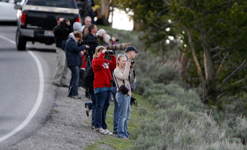 Geysers, bison and other Yellowstone attractions