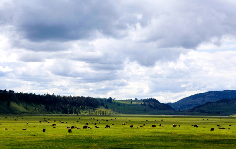 Geysers, bison and other Yellowstone attractions
