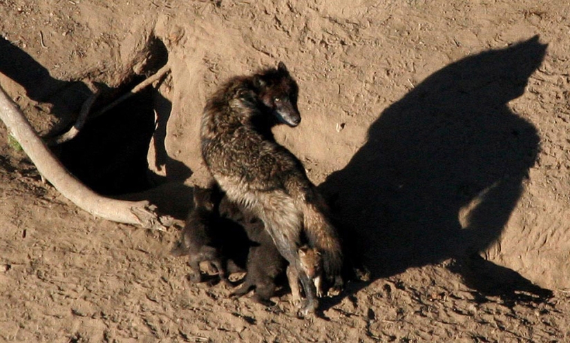 Geysers, bison and other Yellowstone attractions