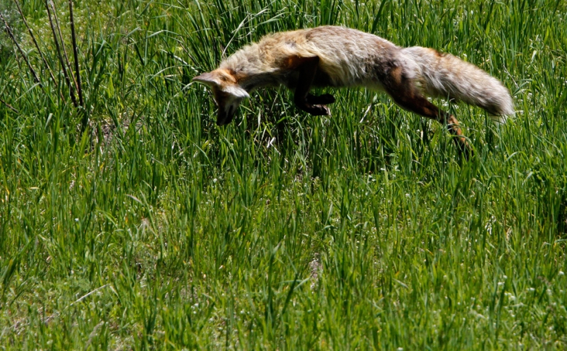 Geysers, bison and other Yellowstone attractions