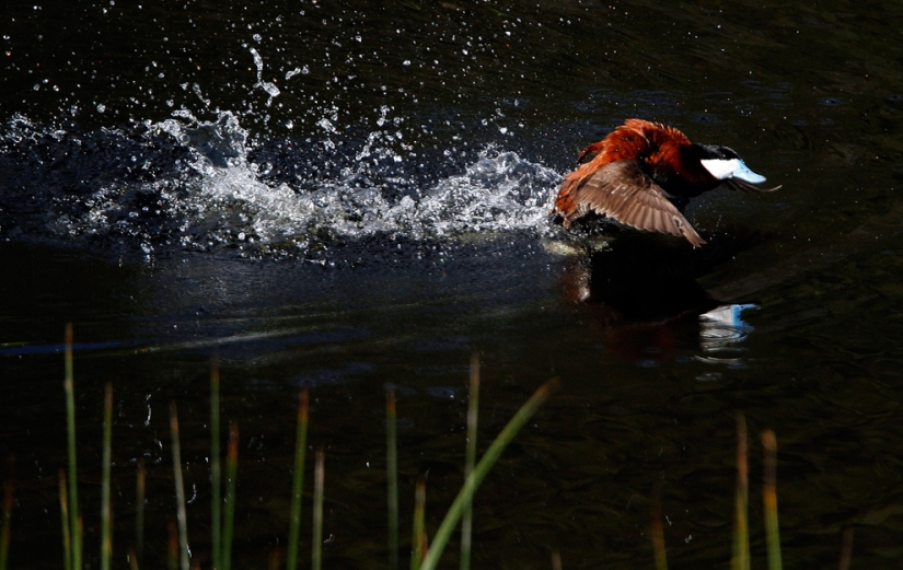 Geysers, bison and other Yellowstone attractions