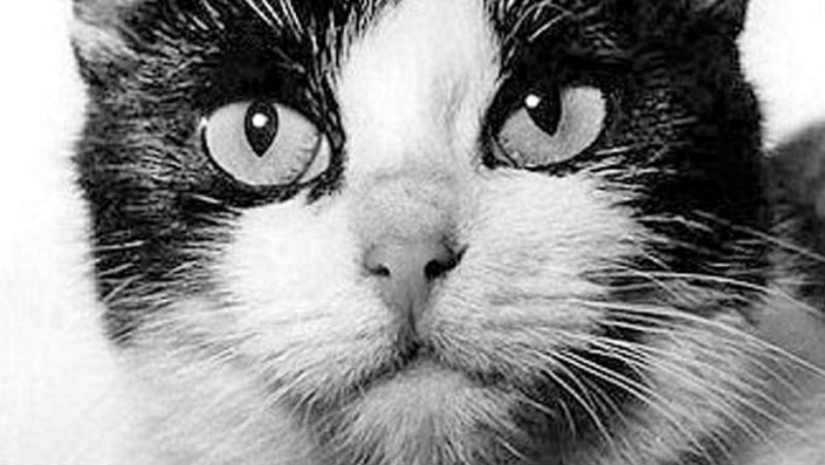 Give me a paw: netizens are raising money for a monument to the cosmonaut cat Give me a paw: netizens are raising money for a monument to the cosmonaut cat