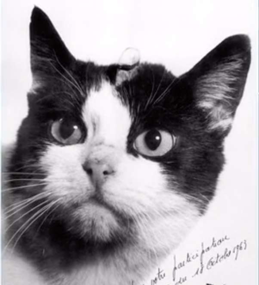 Give me a paw: netizens are raising money for a monument to the cosmonaut cat Give me a paw: netizens are raising money for a monument to the cosmonaut cat