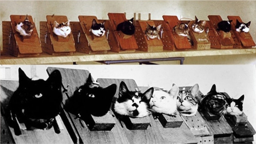 Give me a paw: netizens are raising money for a monument to the cosmonaut cat Give me a paw: netizens are raising money for a monument to the cosmonaut cat