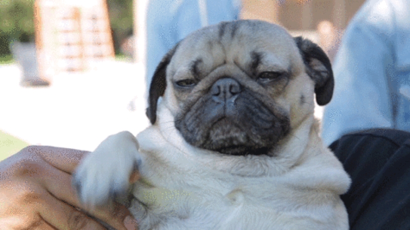 Gnomo tejedor agitando pug: estos y otros gifs importantes de 2017 Gnomo tejedor agitando pug: estos y otros gifs importantes de 2017