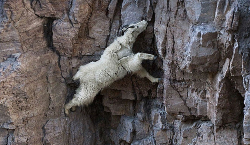 Goats who do not know the fear of heights