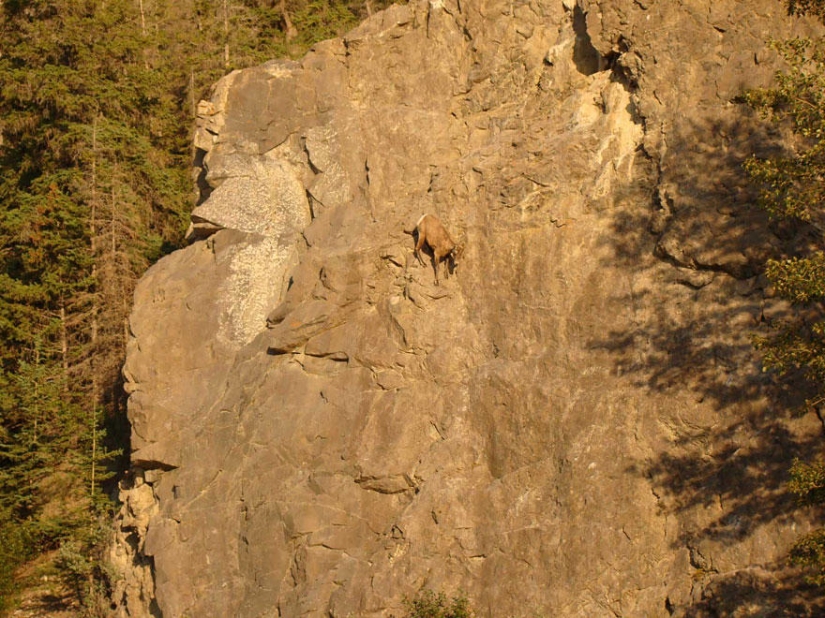 Goats who do not know the fear of heights