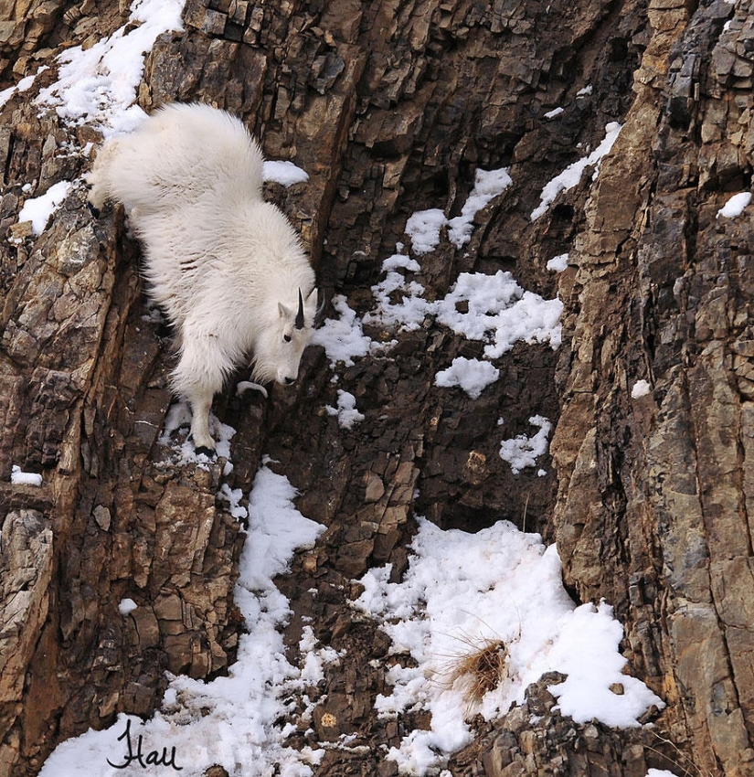 Goats who do not know the fear of heights