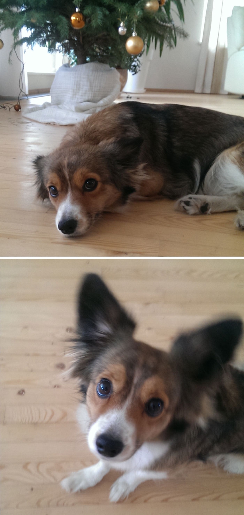 "Good boy": pets before and after the kind words of the owner