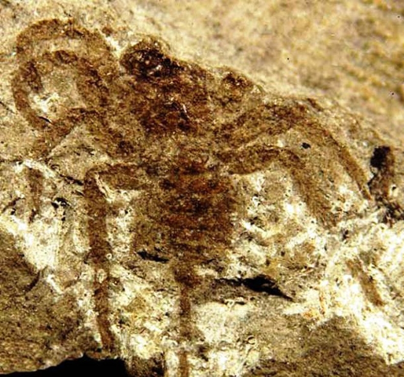 ¡Gracias a Dios que se extinguieron! 25 terribles criaturas que una vez habitaron la Tierra