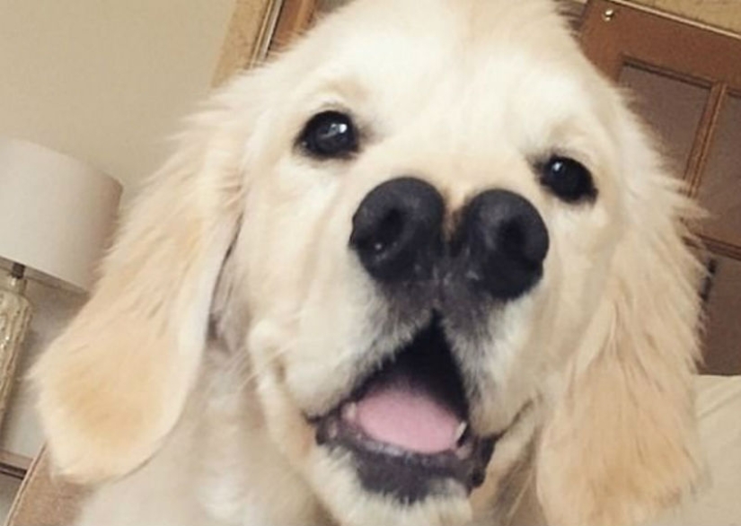 Gracias a la nariz bifurcada, el perro perdiguero encontró una familia