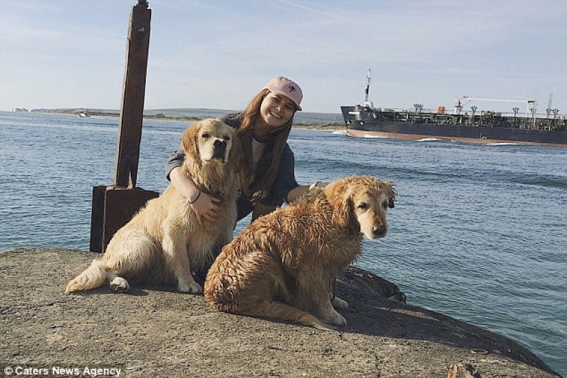 Gracias a la nariz bifurcada, el perro perdiguero encontró una familia Gracias a la nariz bifurcada, el perro perdiguero encontró una familia