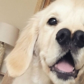 Gracias a la nariz bifurcada, el perro perdiguero encontró una familia