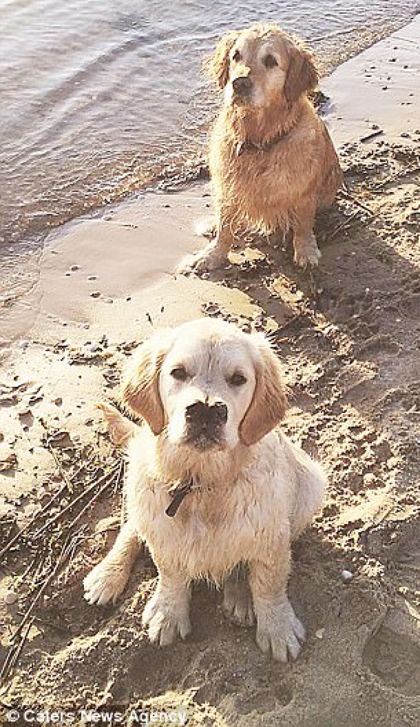 Gracias a la nariz bifurcada, el perro perdiguero encontró una familia Gracias a la nariz bifurcada, el perro perdiguero encontró una familia