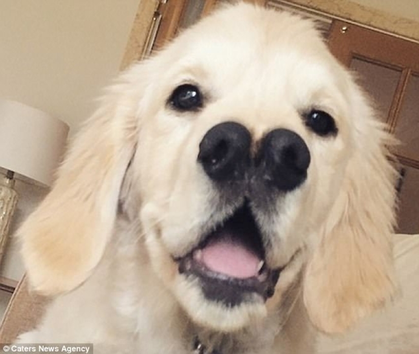 Gracias a la nariz bifurcada, el perro perdiguero encontró una familia Gracias a la nariz bifurcada, el perro perdiguero encontró una familia