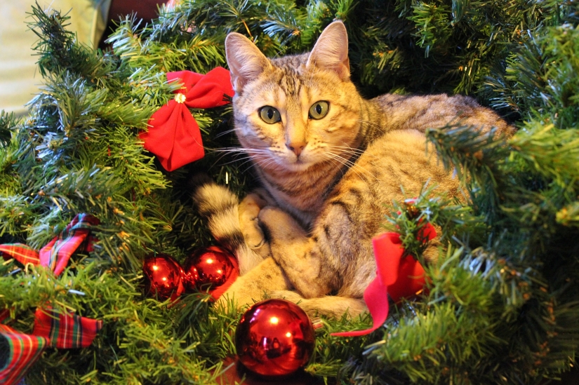 Guessing, washing and swearing: what you can and can't do at Christmas