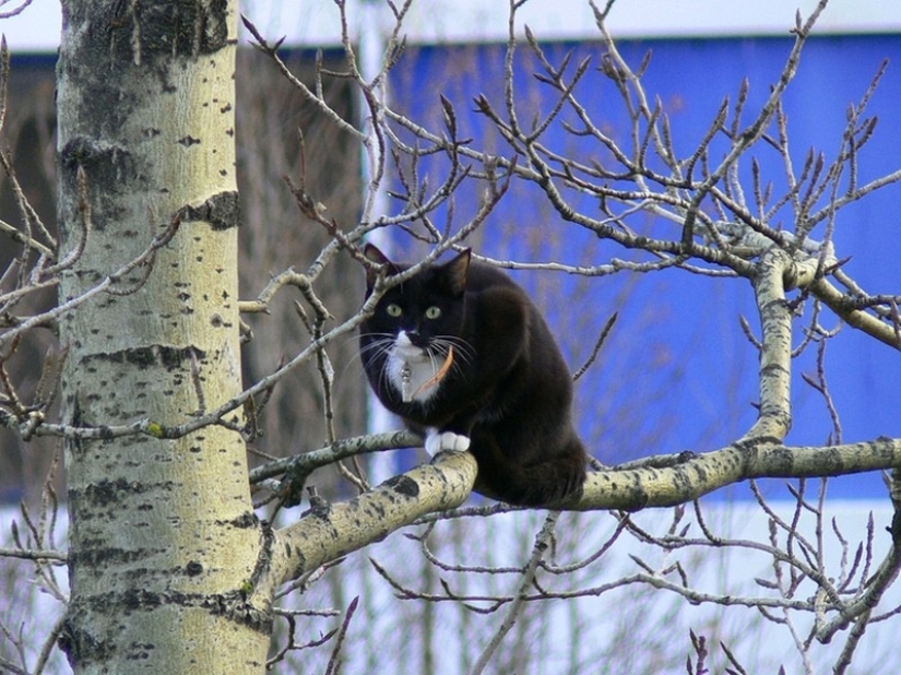Ha llegado la primavera, ¡los gatos han llegado! Ha llegado la primavera, ¡los gatos han llegado!