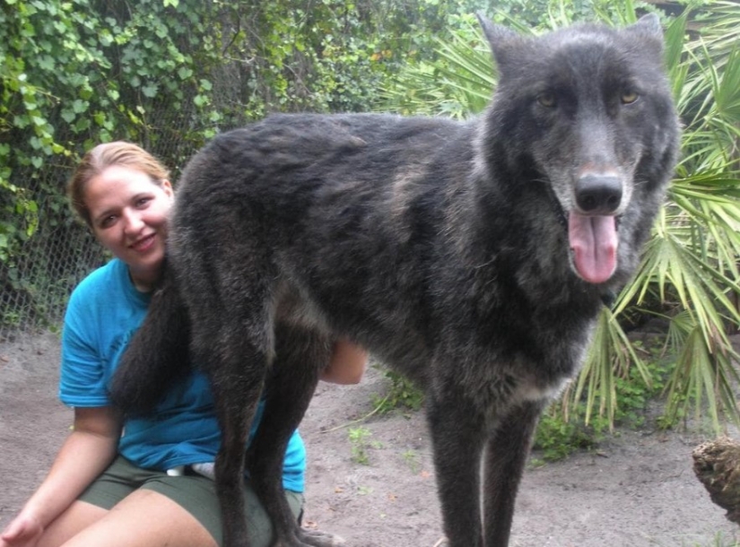hace 7 años, Yuki el lobo se salvó de la eutanasia, y mira en lo que se ha convertido ahora