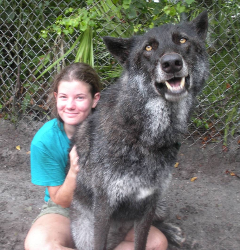 hace 7 años, Yuki el lobo se salvó de la eutanasia, y mira en lo que se ha convertido ahora