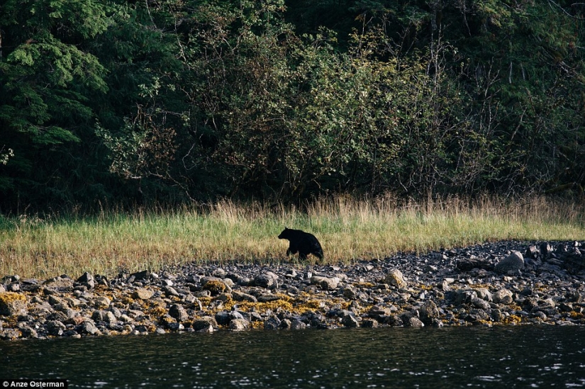 Hacia el desierto, a Alaska: cómo vivir en una isla entre osos y ballenas y no volverse loco