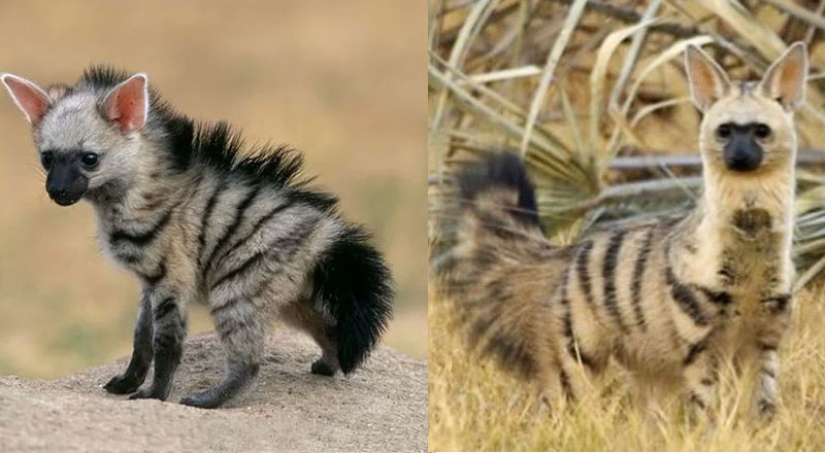 Have you ever seen ground wolves living in burrows? And they are