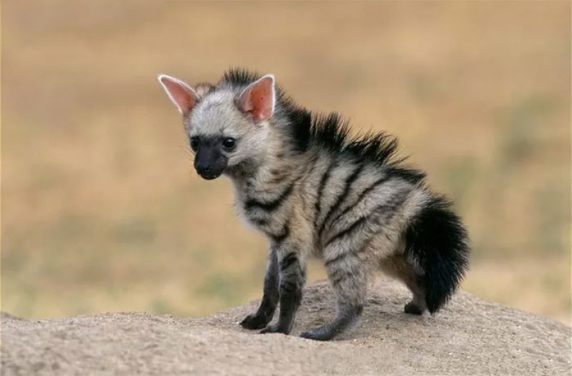 Have you ever seen ground wolves living in burrows? And they are