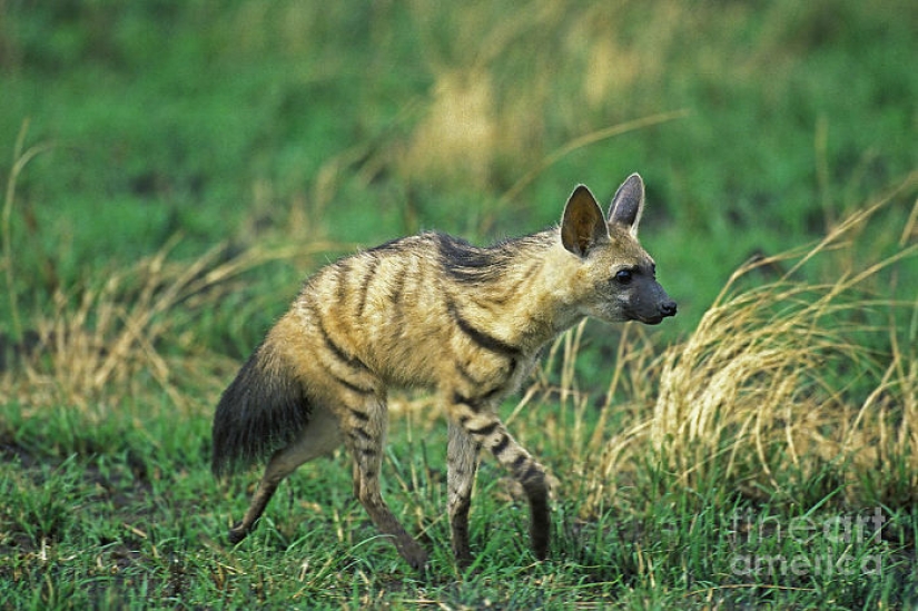 Have you ever seen ground wolves living in burrows? And they are