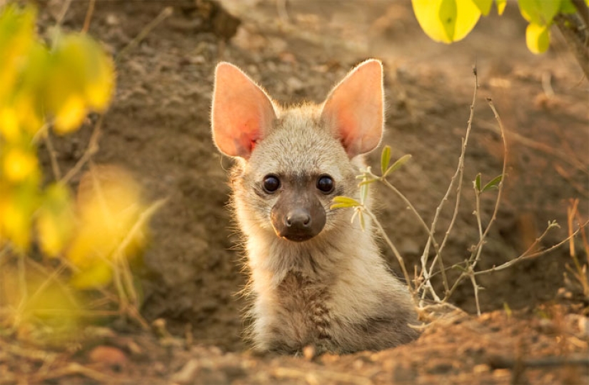 Have you ever seen ground wolves living in burrows? And they are