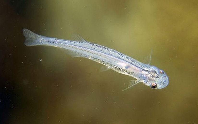 Hechos que le harán temer a las cosas cotidianas Hechos que le harán temer a las cosas cotidianas