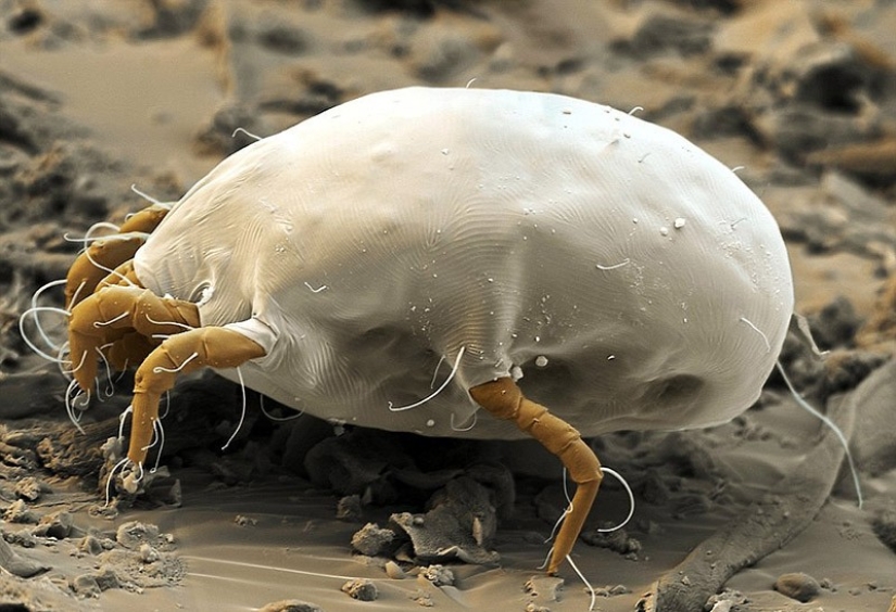 Hechos que le harán temer a las cosas cotidianas Hechos que le harán temer a las cosas cotidianas
