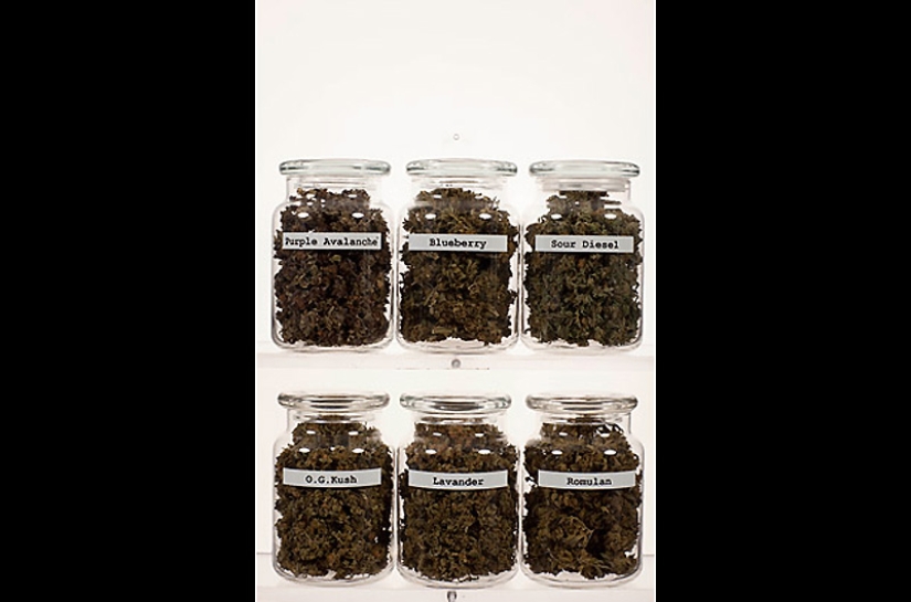 "Herbal business" in Colorado: an inside look "Herbal business" in Colorado: an inside look