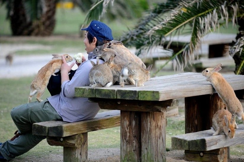 Here it is, rabbit paradise in Japan