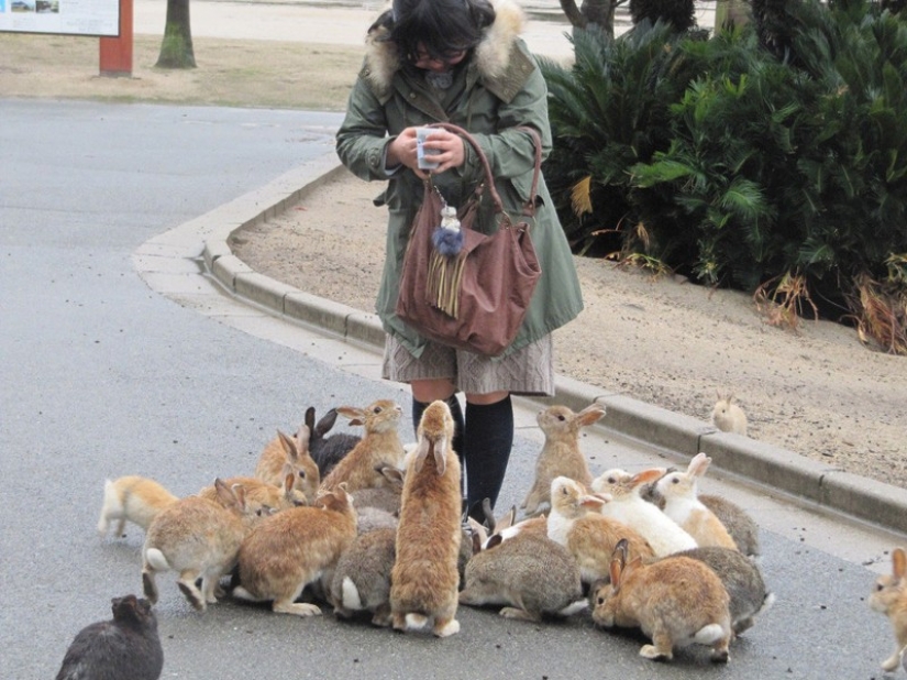 Here it is, rabbit paradise in Japan