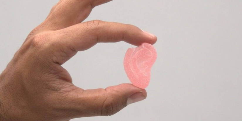 "Holy Ears", or How two former rivals started making marmalade with cannabis