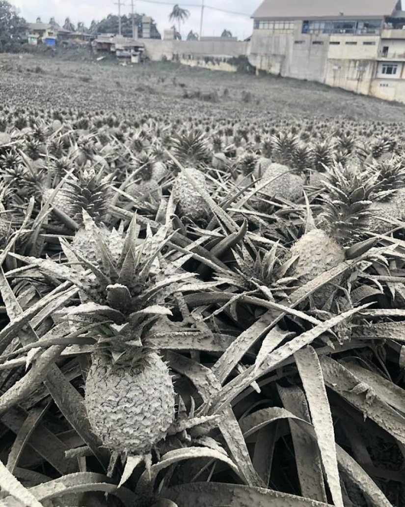 Horror, miedo y belleza: todo el poder del volcán Taal en fotos