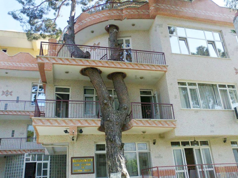 Houses whose architects refused to cut down trees