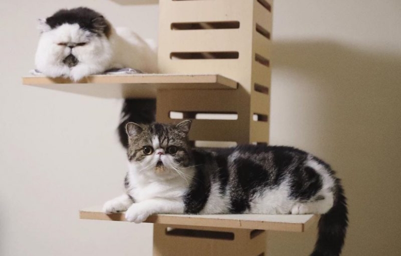 How a cat named Zuu became a new star How a cat named Zuu became a new star