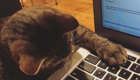 How a cat with an extra chromosome became an Instagram star How a cat with an extra chromosome became an Instagram star