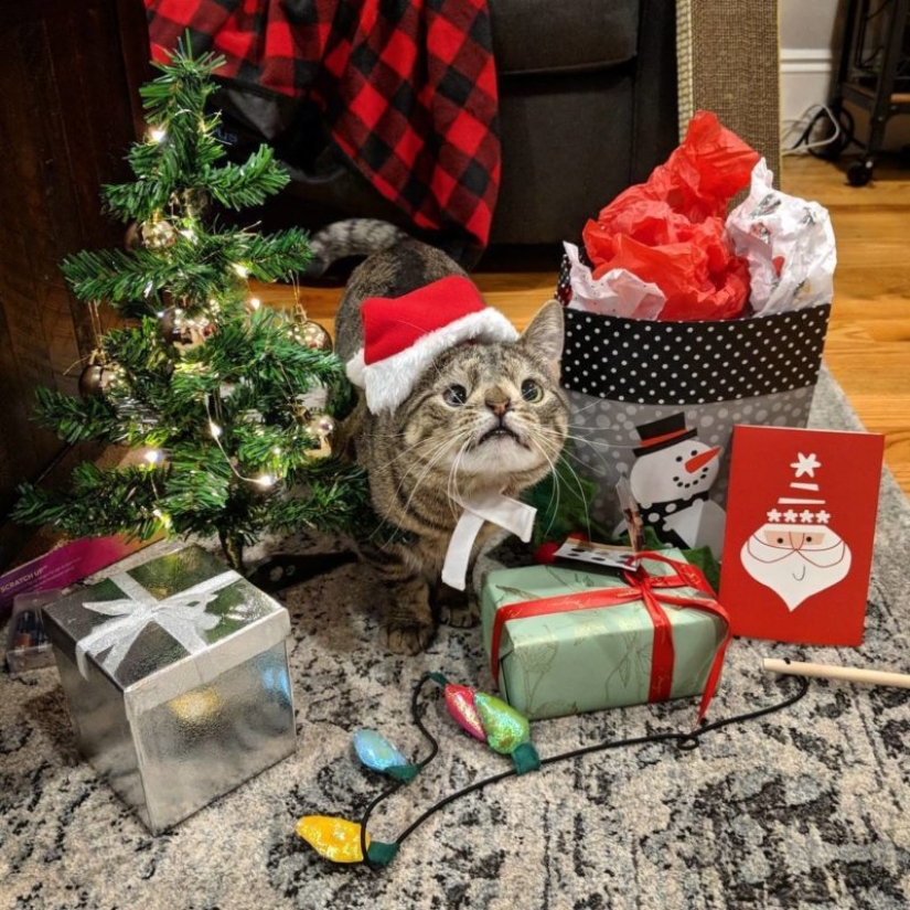 How a cat with an extra chromosome became an Instagram star