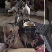 How a couple from Australia take care of 60 kangaroos and sew handbags for kangaroos