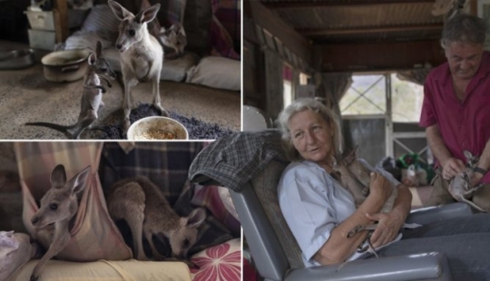 How a couple from Australia take care of 60 kangaroos and sew handbags for kangaroos How a couple from Australia take care of 60 kangaroos and sew handbags for kangaroos