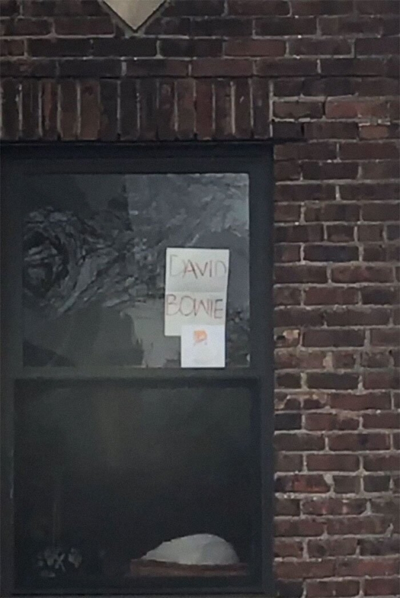 How a guy and a girl from New York met thanks to a cat and quarantine