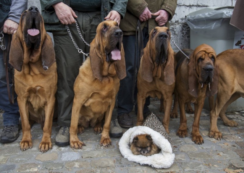 How animals are blessed in Belgium