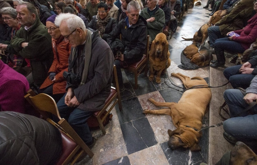 How animals are blessed in Belgium