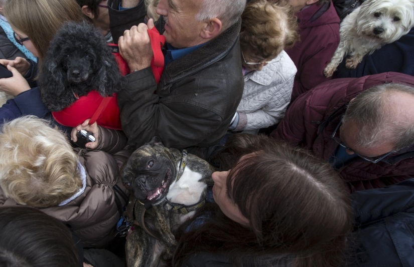 How animals are blessed in Belgium